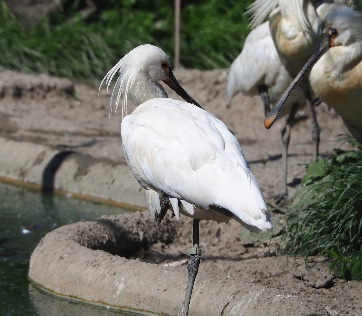 Eurasian Spoonbill (Platalea leucorodia), 2023-05-31