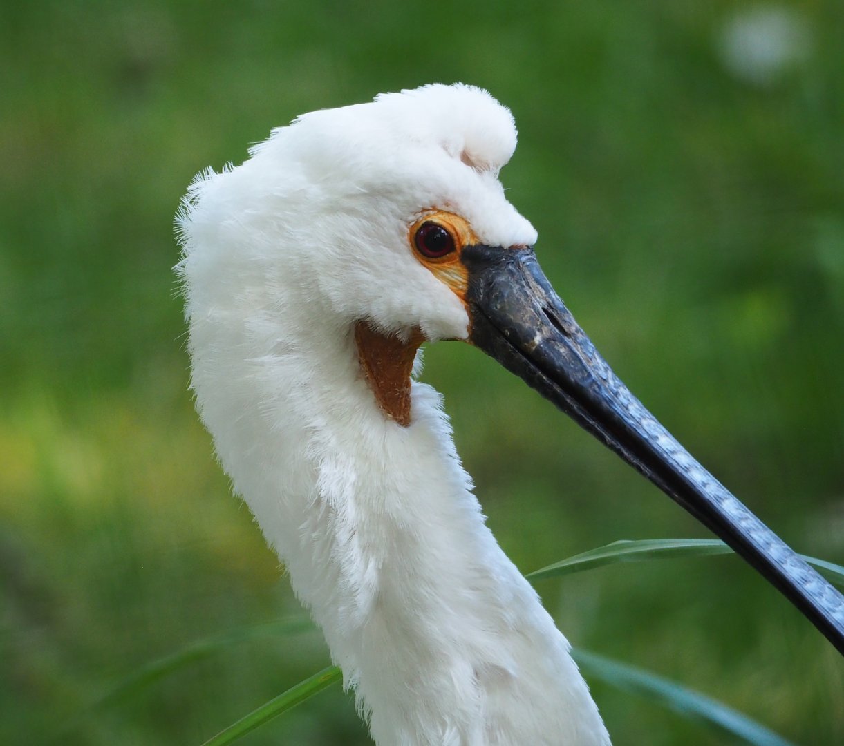 Eurasian spoonbill (Platalea leucorodia), 2023-07-08