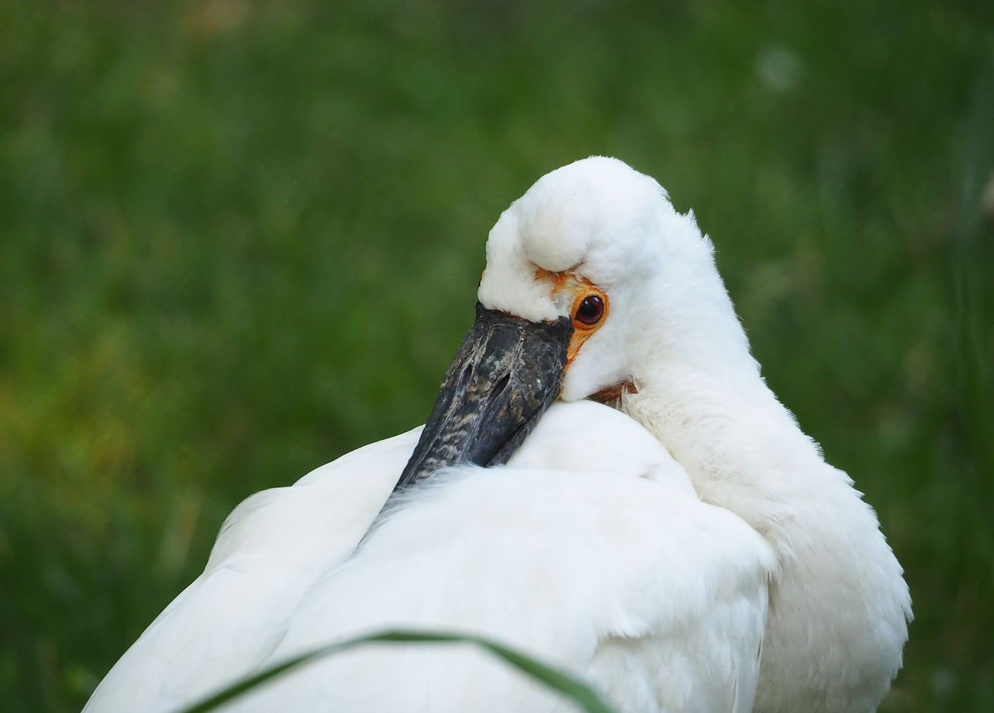 Eurasian spoonbill (Platalea leucorodia), 2023-07-08