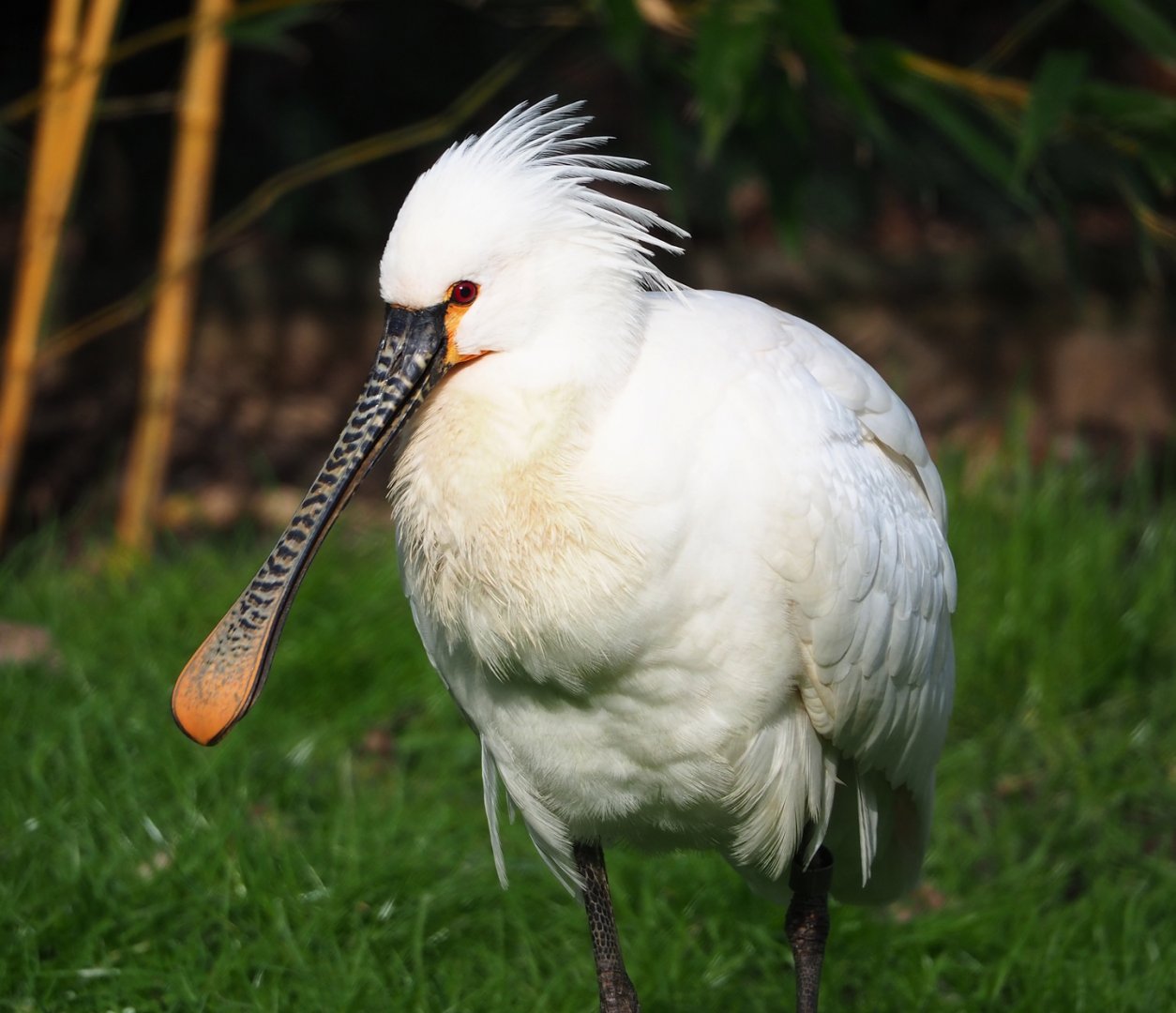 Eurasian spoonbill (Platalea leucorodia), 2024-03-04