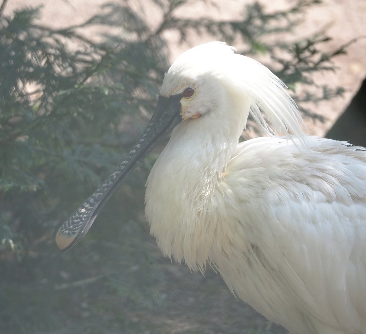 Eurasian spoonbill (Platalea leucorodia), 2024-05-23