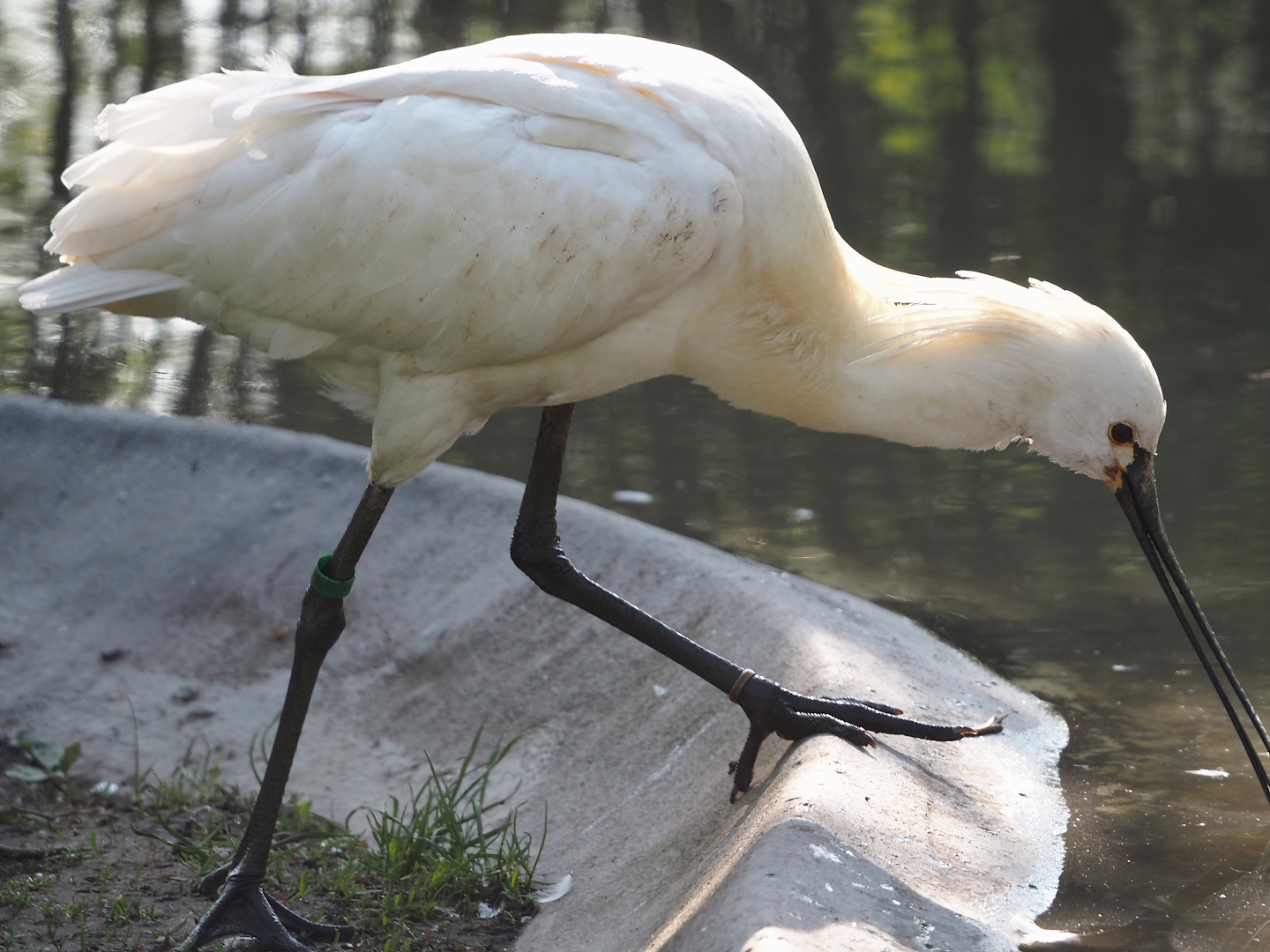 Eurasian spoonbill (Platalea leucorodia), 2025-04-12