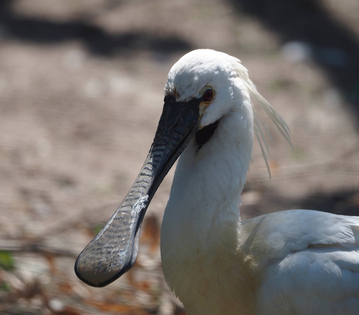 Eurasian spoonbill (Platalea leucorodia), 2025-04-12