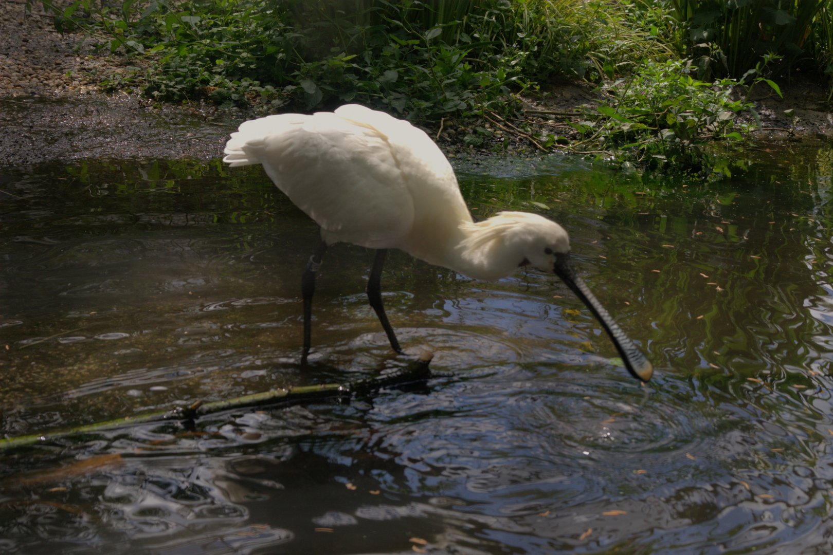 Eurasian Spoonbill (Platalea leucorodia), 27-05-25
