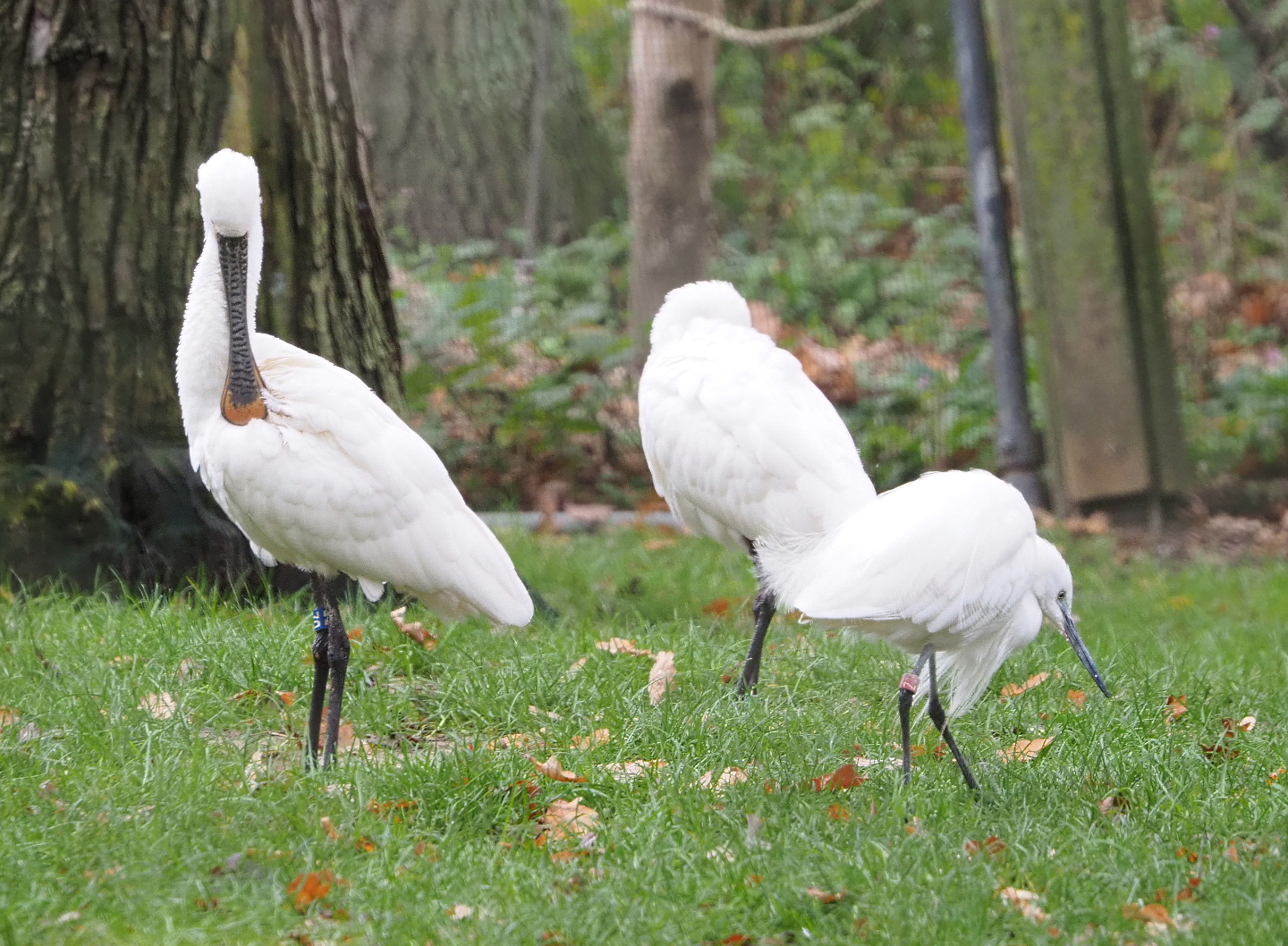 Eurasian Spoonbill (Platalea leucorodia) and Little egret (Egretta garzetta garzetta), 2021-11-06