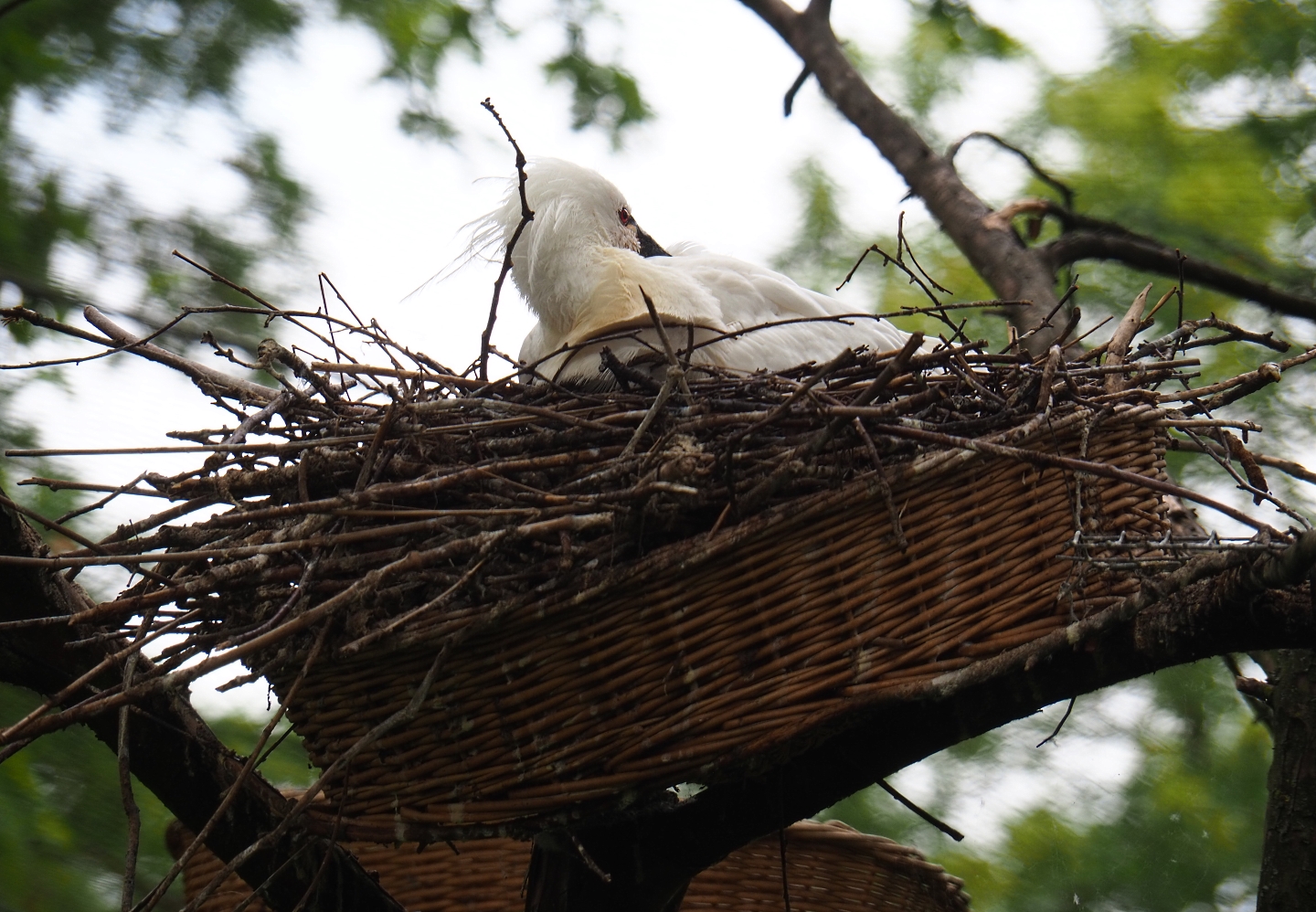 Eurasian spoonbill (Platalea leucorodia) on nest, 2019-05-31