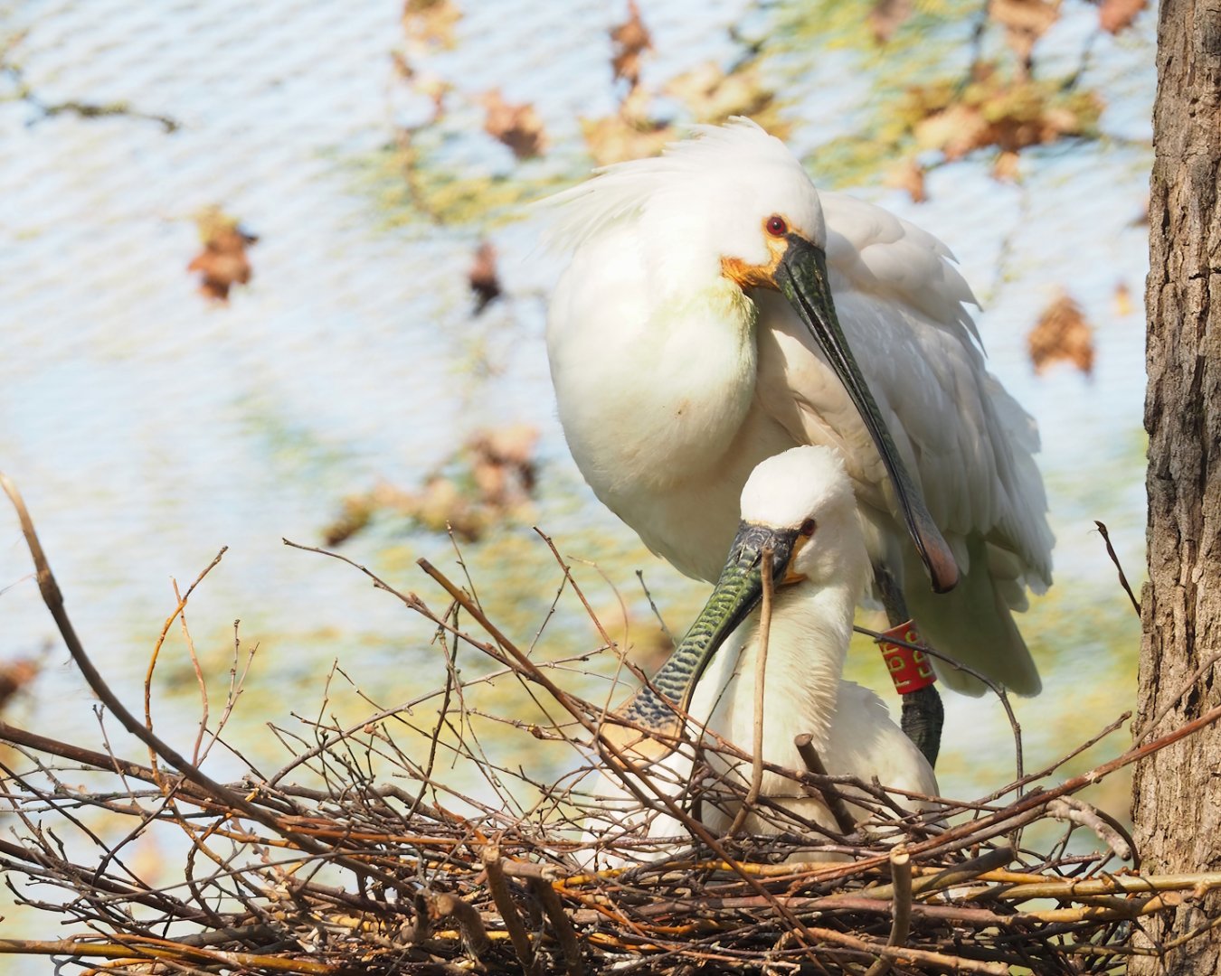 Eurasian spoonbill (Platalea leucorodia) pair on nest, 2023-04-18