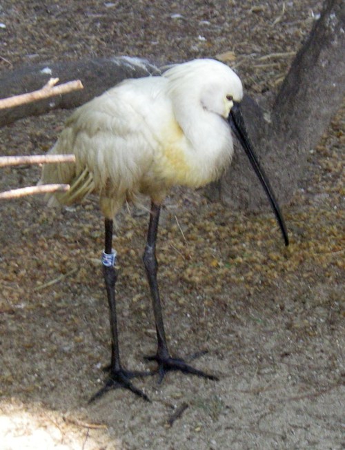 Eurasian Spoonbill (Platalea leucorodia)