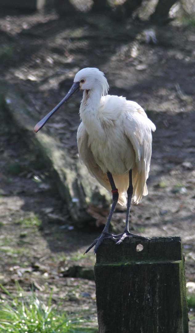 Eurasian spoonbill (Platalea leucorodia)