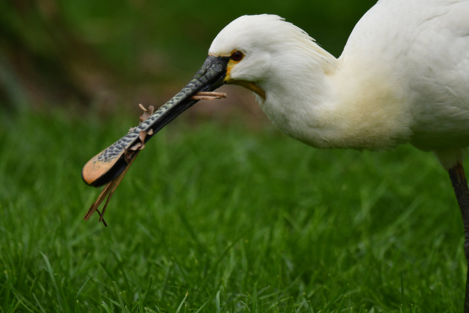 Eurasian spoonbill (Platalea leucorodia)