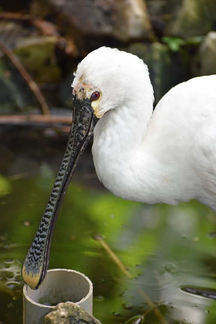 Eurasian Spoonbill - Platalea leucorodia