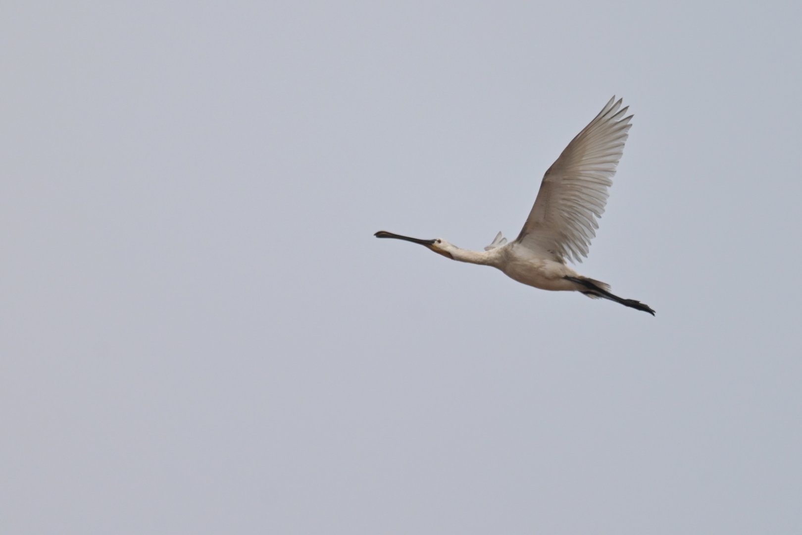 Eurasian Spoonbill Platalea leucorodia