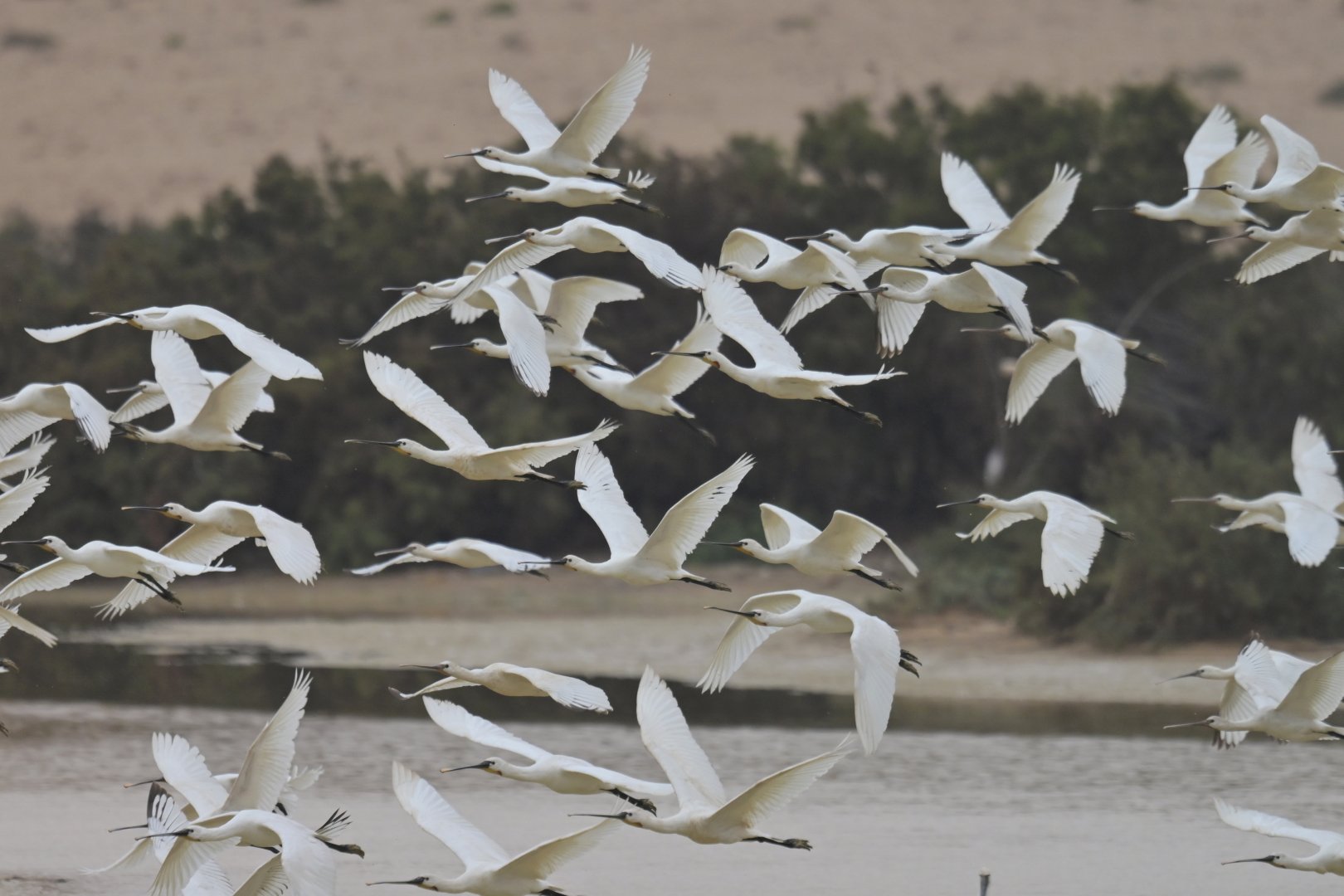 Eurasian Spoonbill Platalea leucorodia