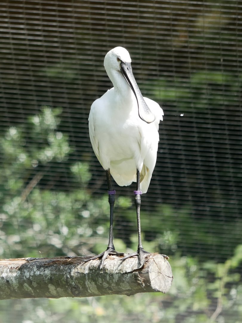 Eurasian spoonbill (Platalea leucorodia)