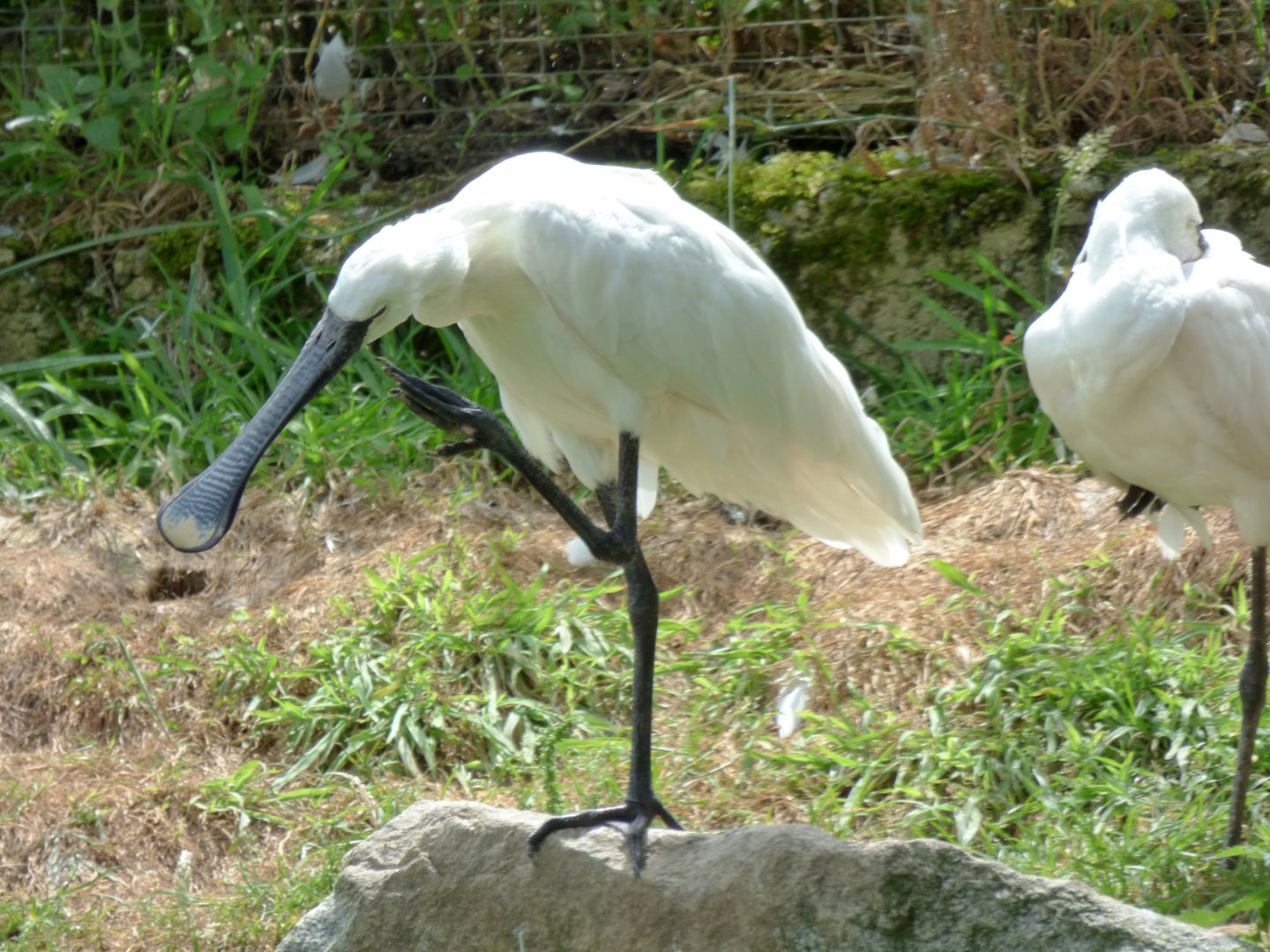 Eurasian spoonbill (Platalea leucorodia)