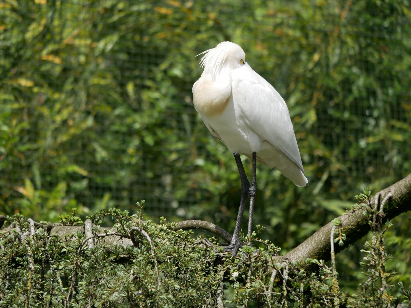 Eurasian spoonbill (Platalea leucorodia)