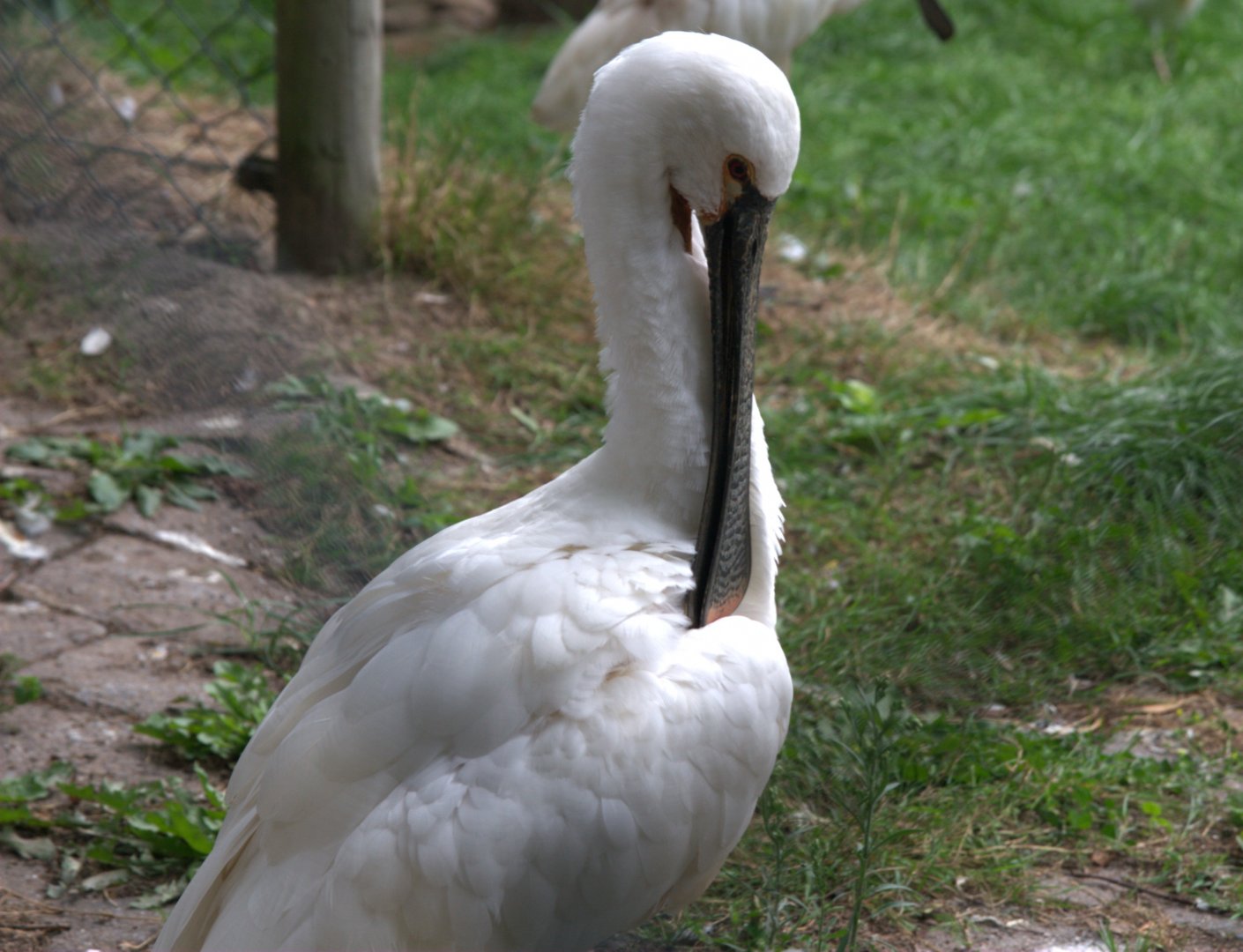 Eurasian Spoonbill (Platalea leucorodia)