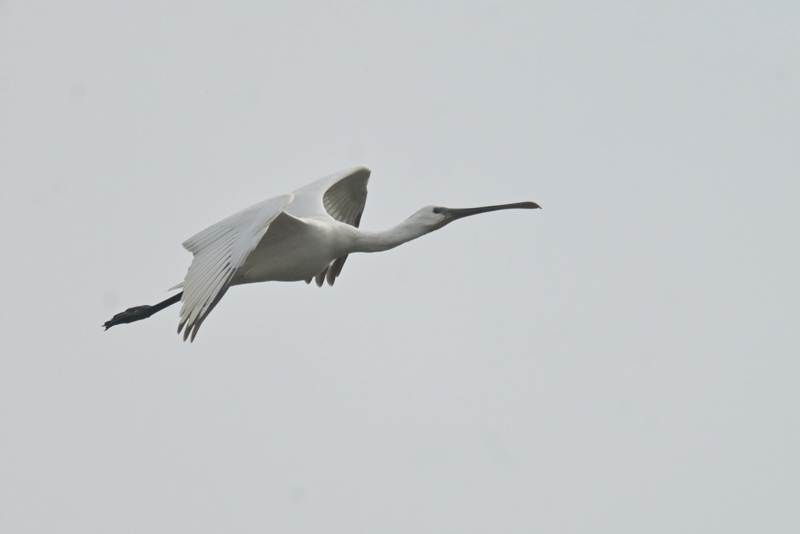 Eurasian Spoonbill Platalea leucorodia