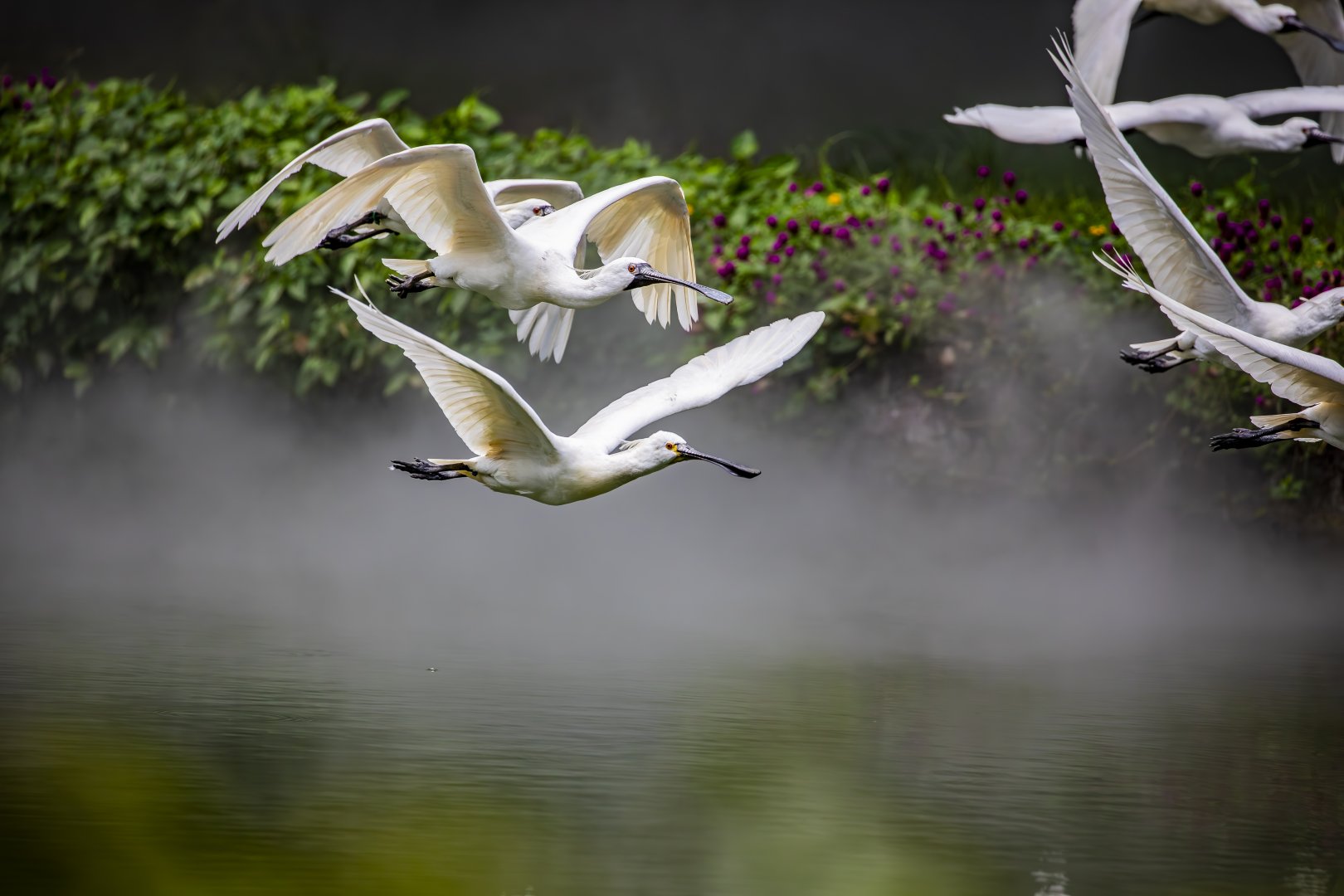 Eurasian spoonbill (Platalea leucorodia)