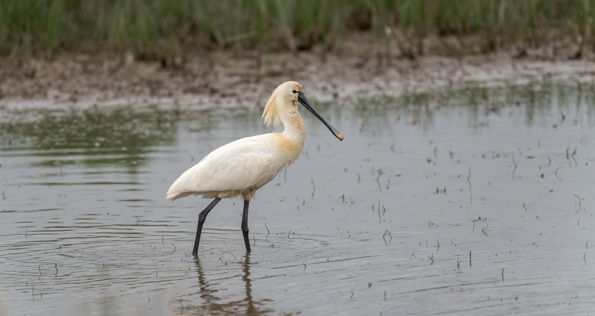 Eurasian Spoonbill (wild) UK