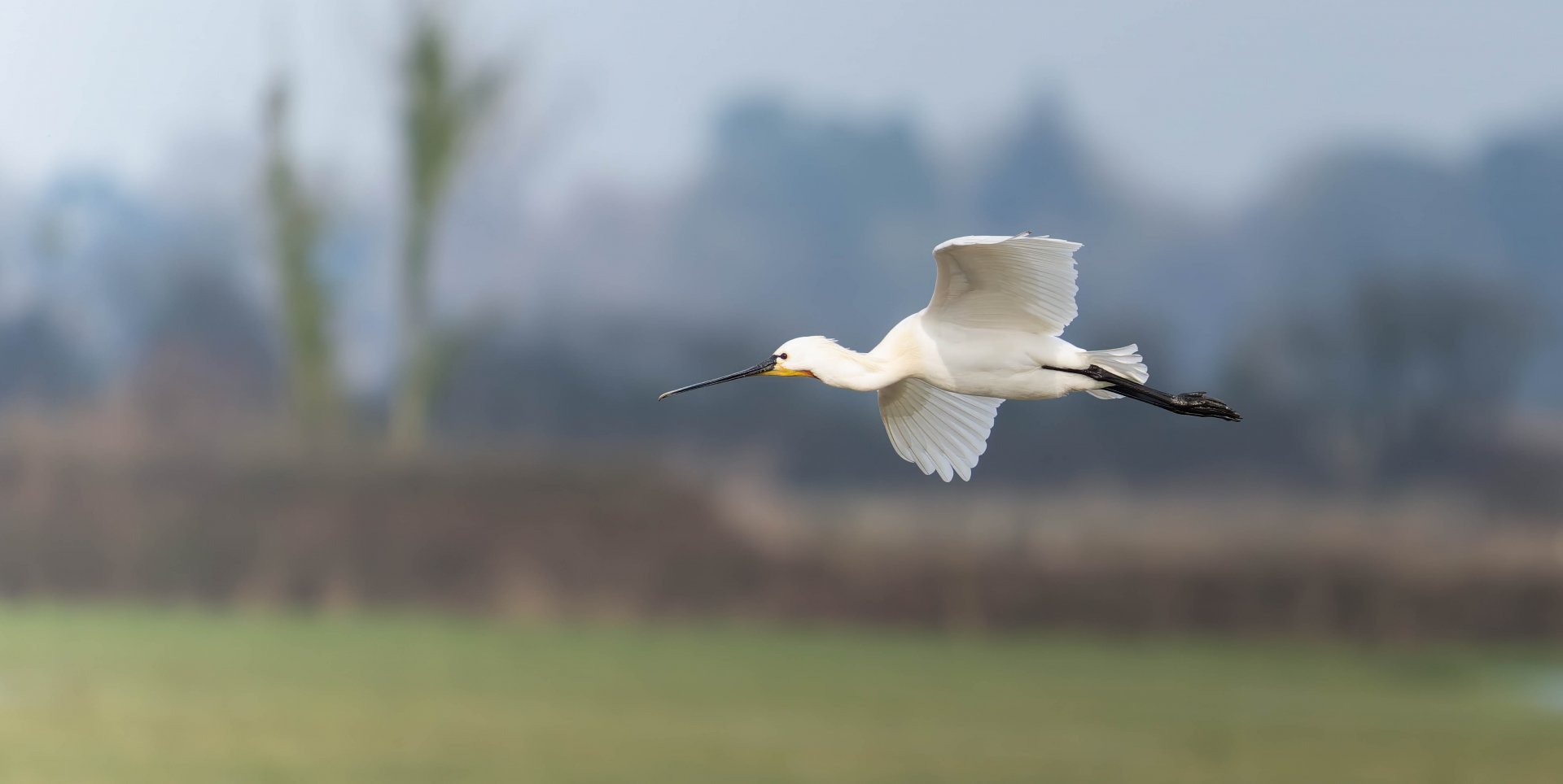 Eurasian Spoonbill (wild), WWT Slimbridge, UK