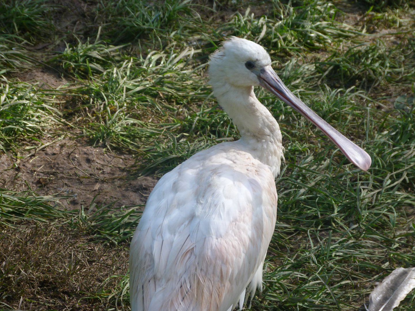 Eurasian spoonbill -Zoo de Santillana del Mar (2024)