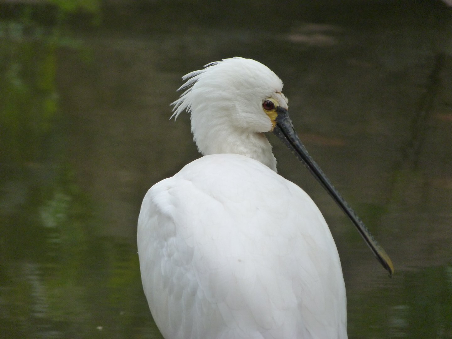 Eurasian spoonbill -Zoologischer Garten Berlin (2024)