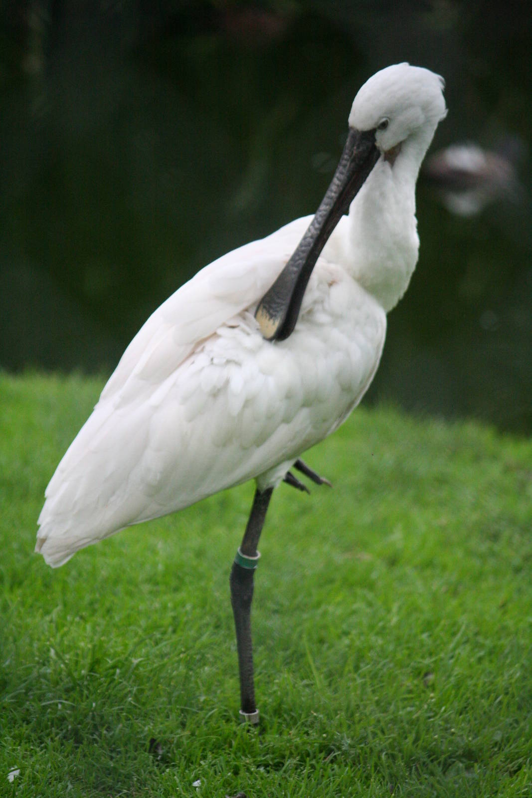 Eurasian Spoonbill