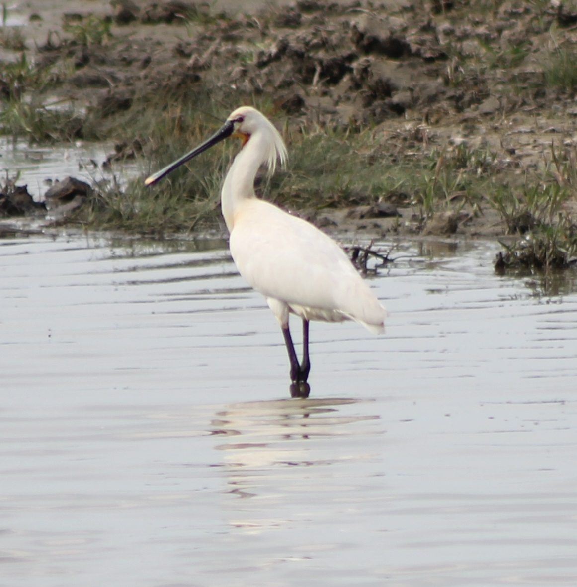 Eurasian spoonbill
