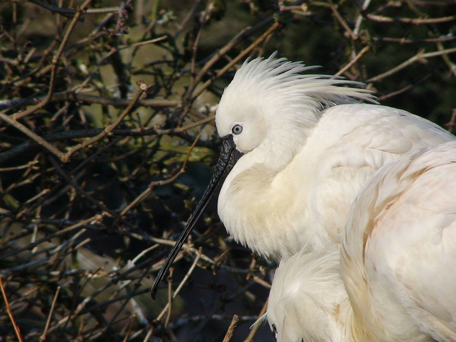 Eurasian Spoonbill