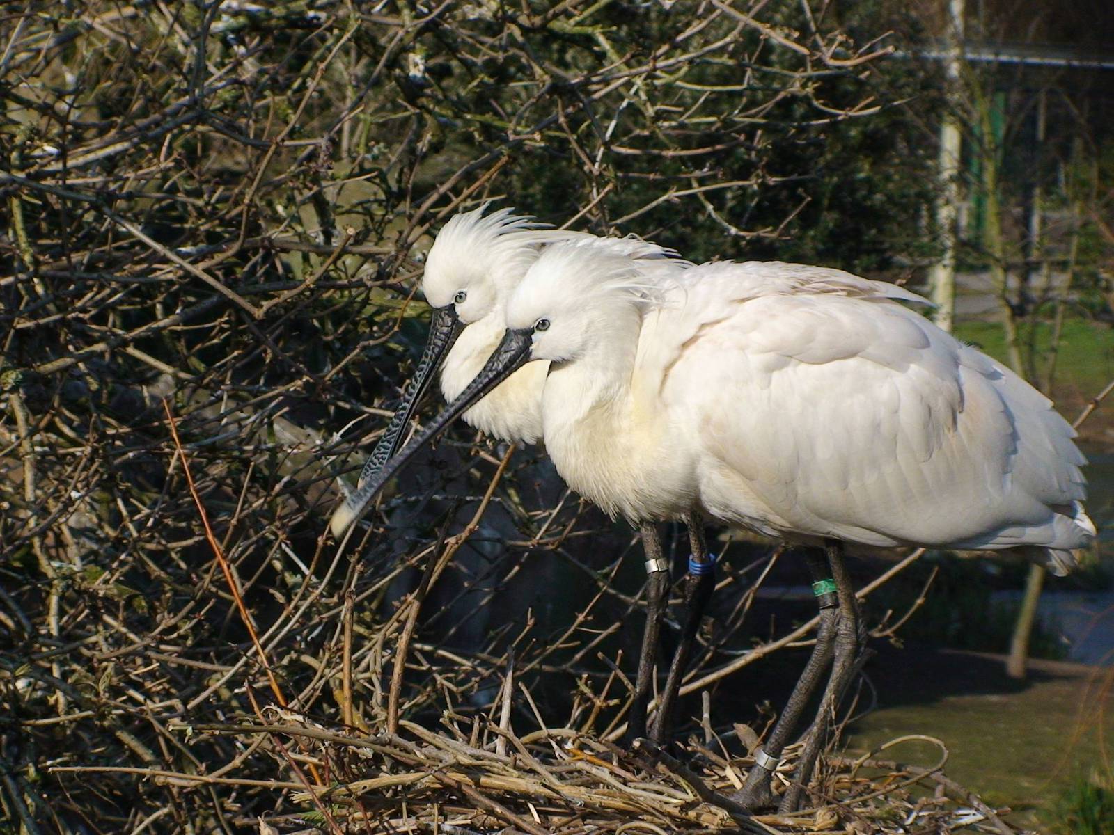 Eurasian spoonbill