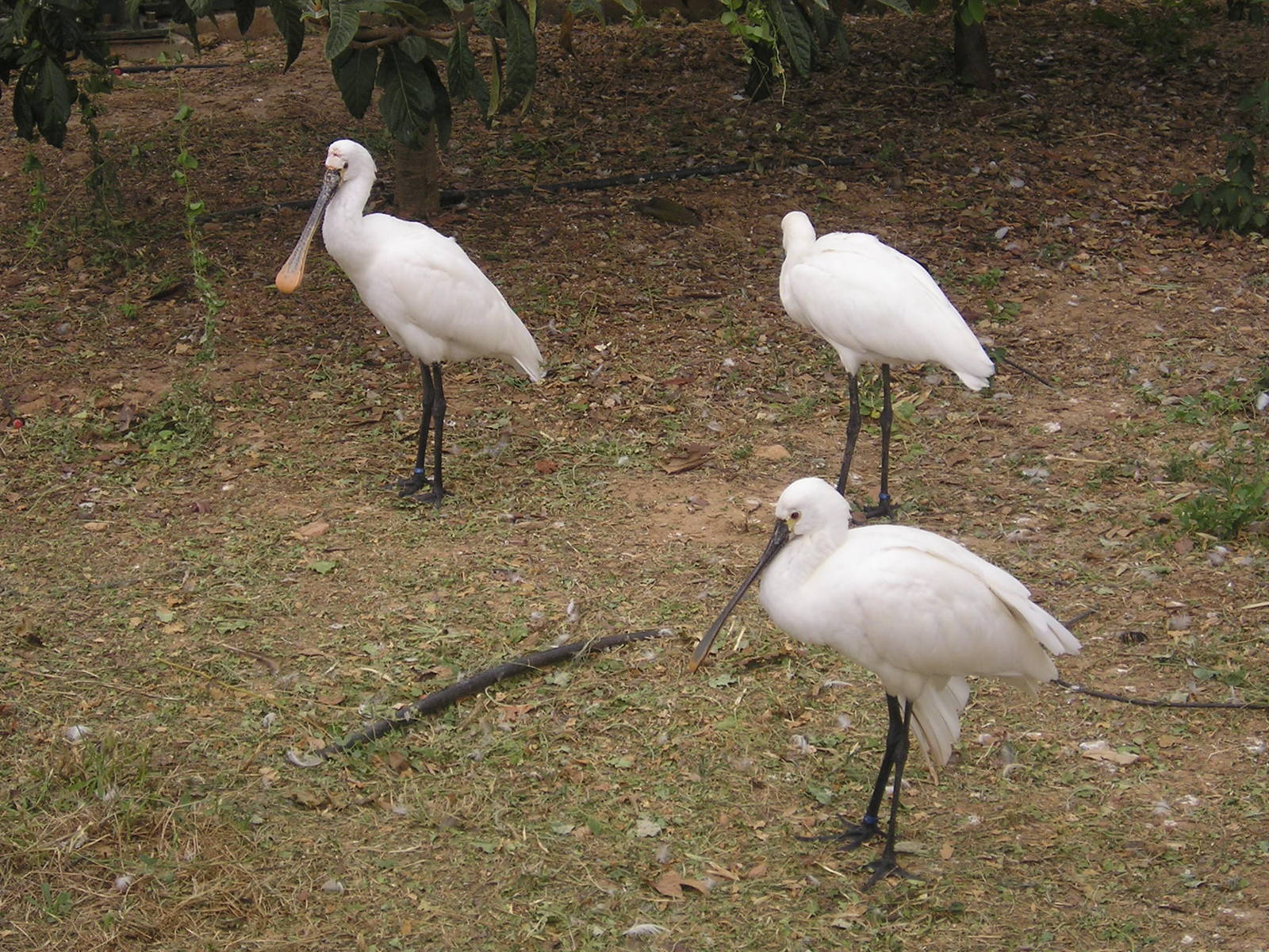 Eurasian spoonbill