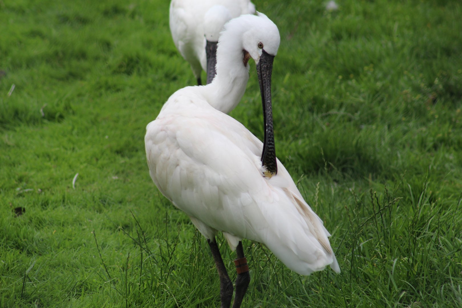 Eurasian Spoonbill