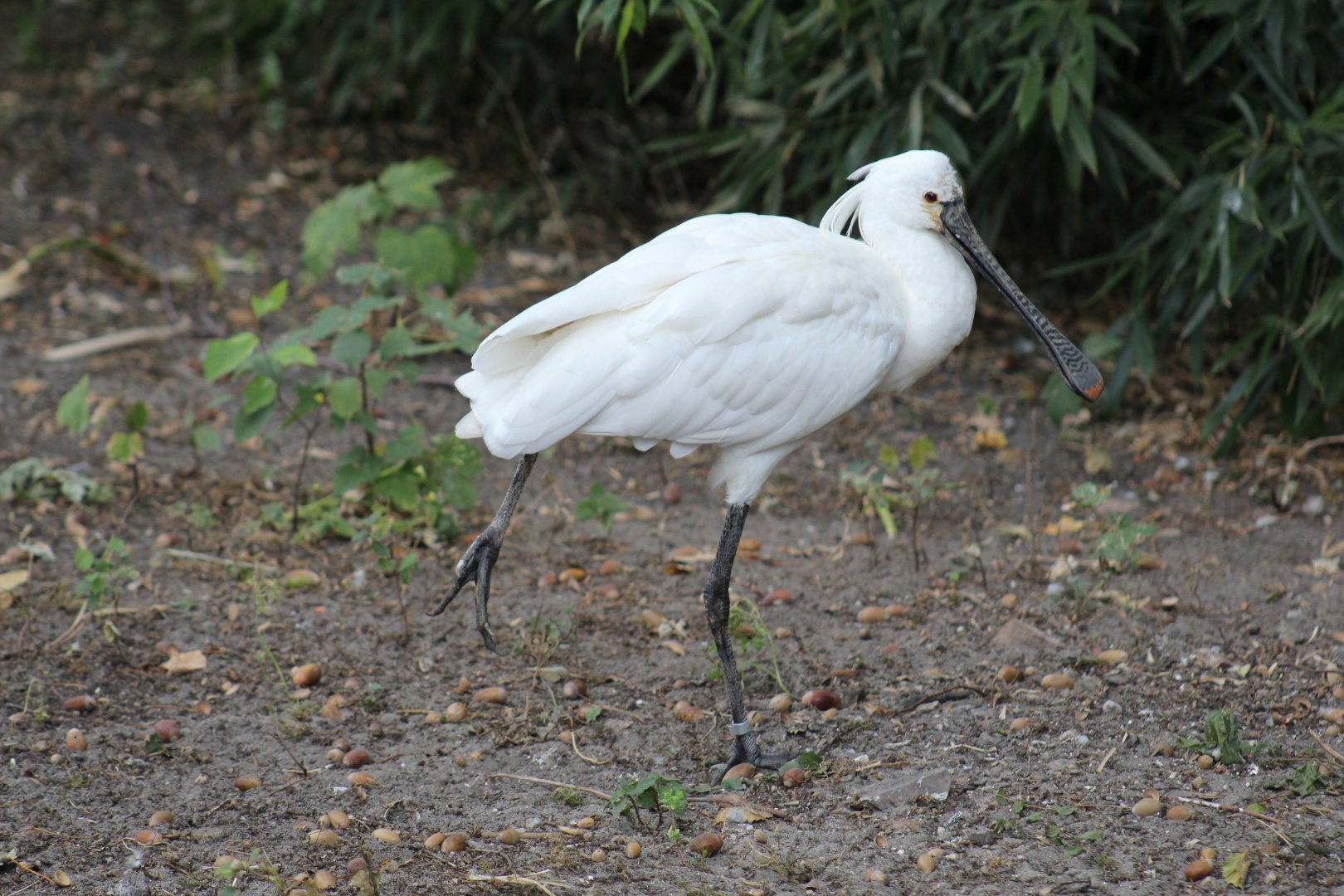 Eurasian Spoonbill