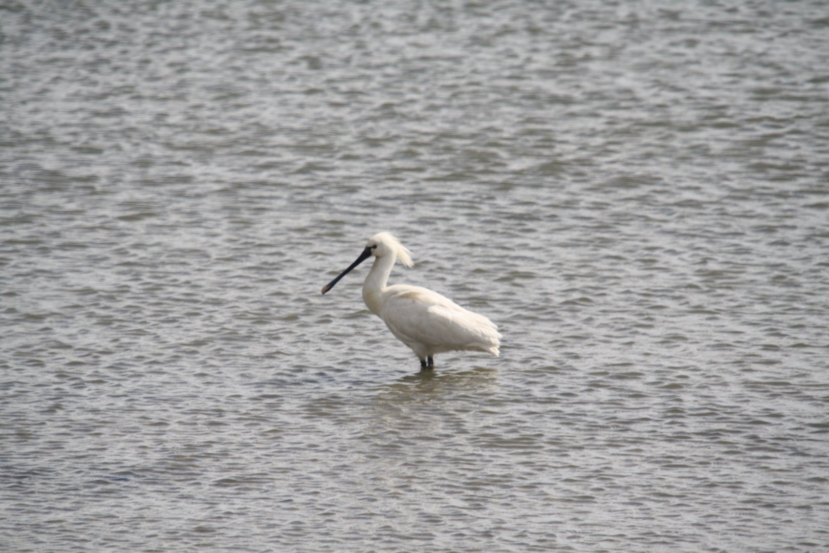 Eurasian spoonbill