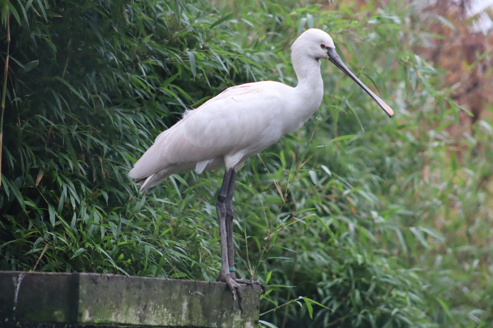 Eurasian Spoonbill