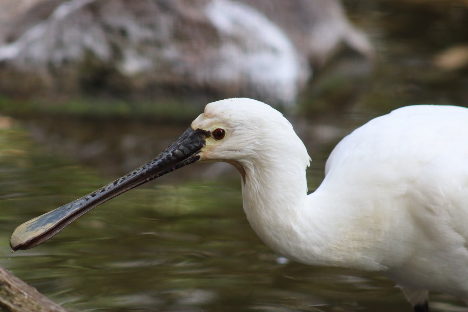 Eurasian Spoonbill