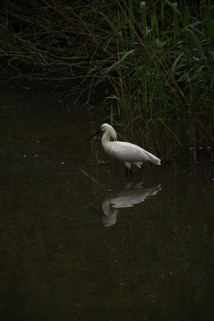 Eurasian spoonbill