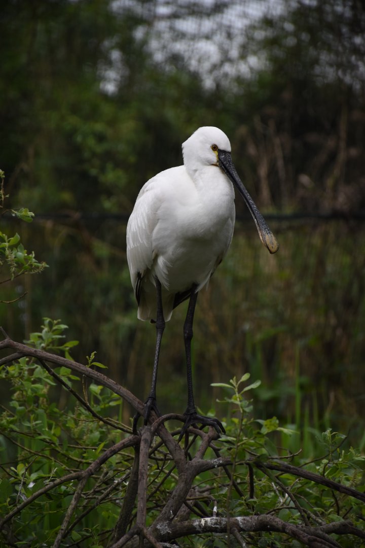 Eurasian spoonbill