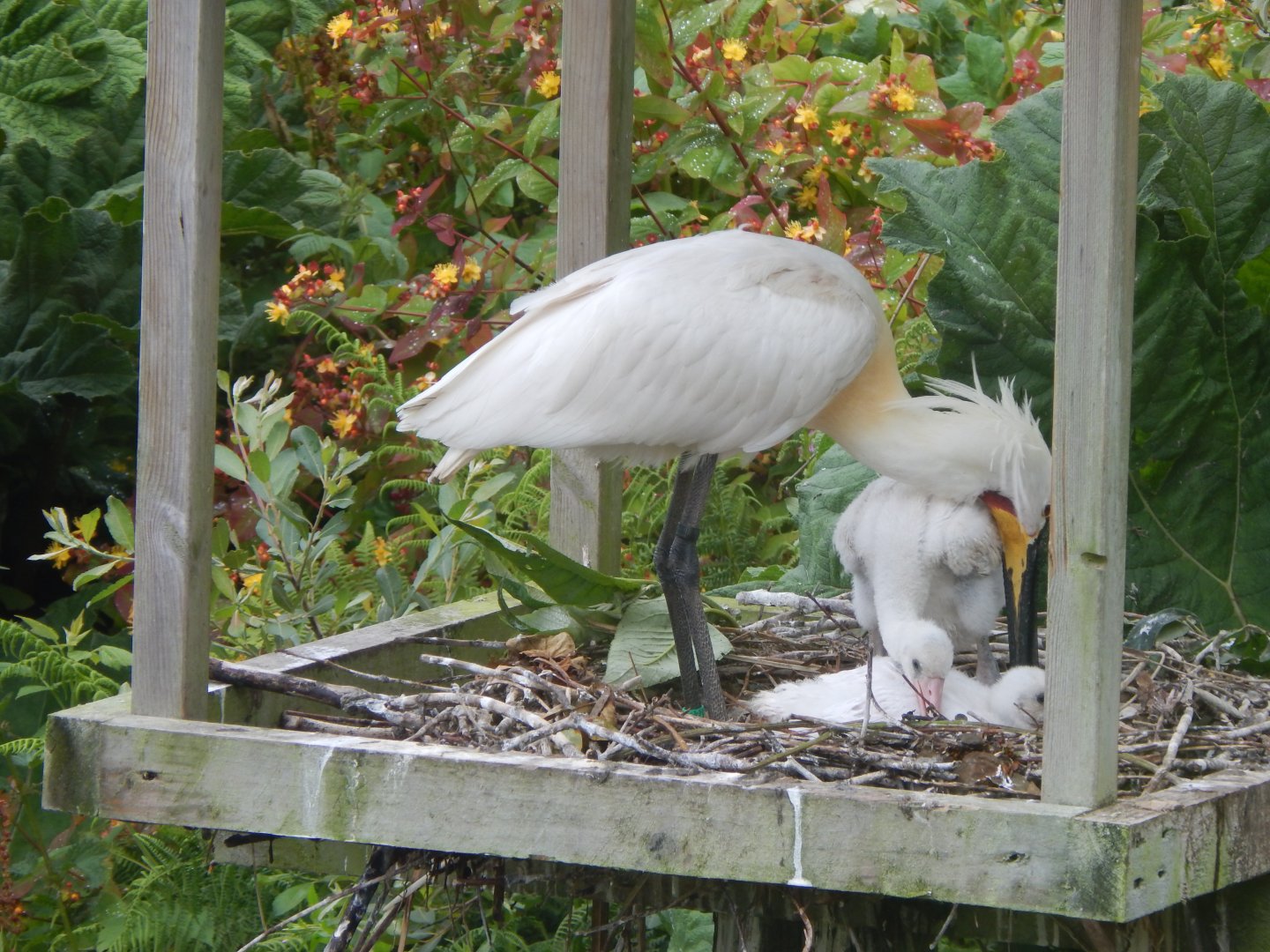 Eurasian spoonbills 050625