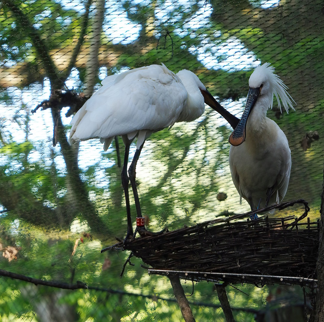 Eurasian Spoonbills (Platalea leucorodia), 2022-07-16