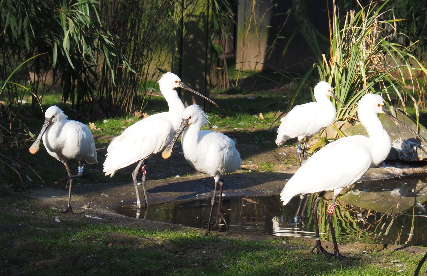 Eurasian spoonbills (Platalea leucorodia), Feb 16th, 2019