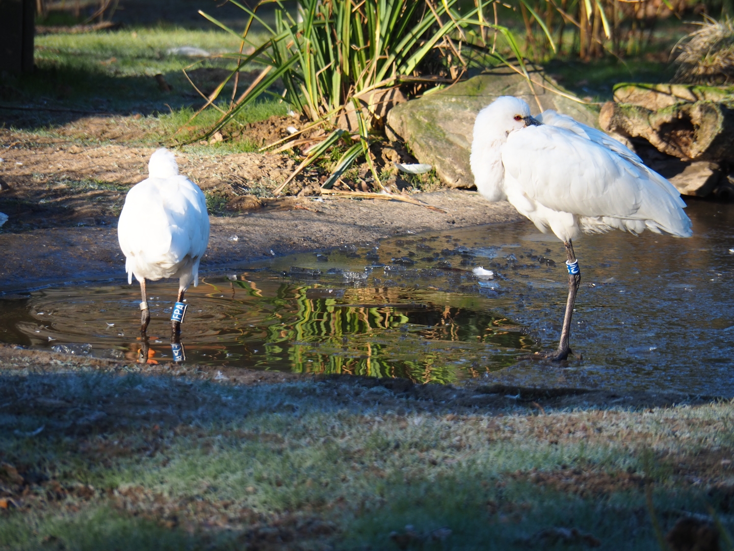 Eurasian spoonbills (Platalea leucorodia), Jan 20th, 2019