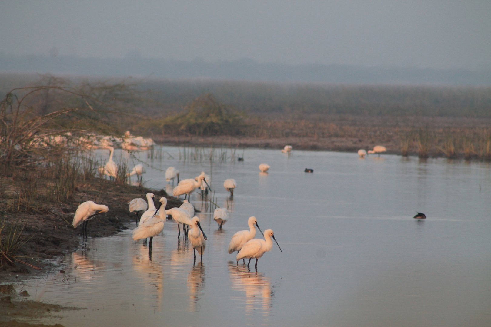Eurasian Spoonbills (Platalea leucorodia)