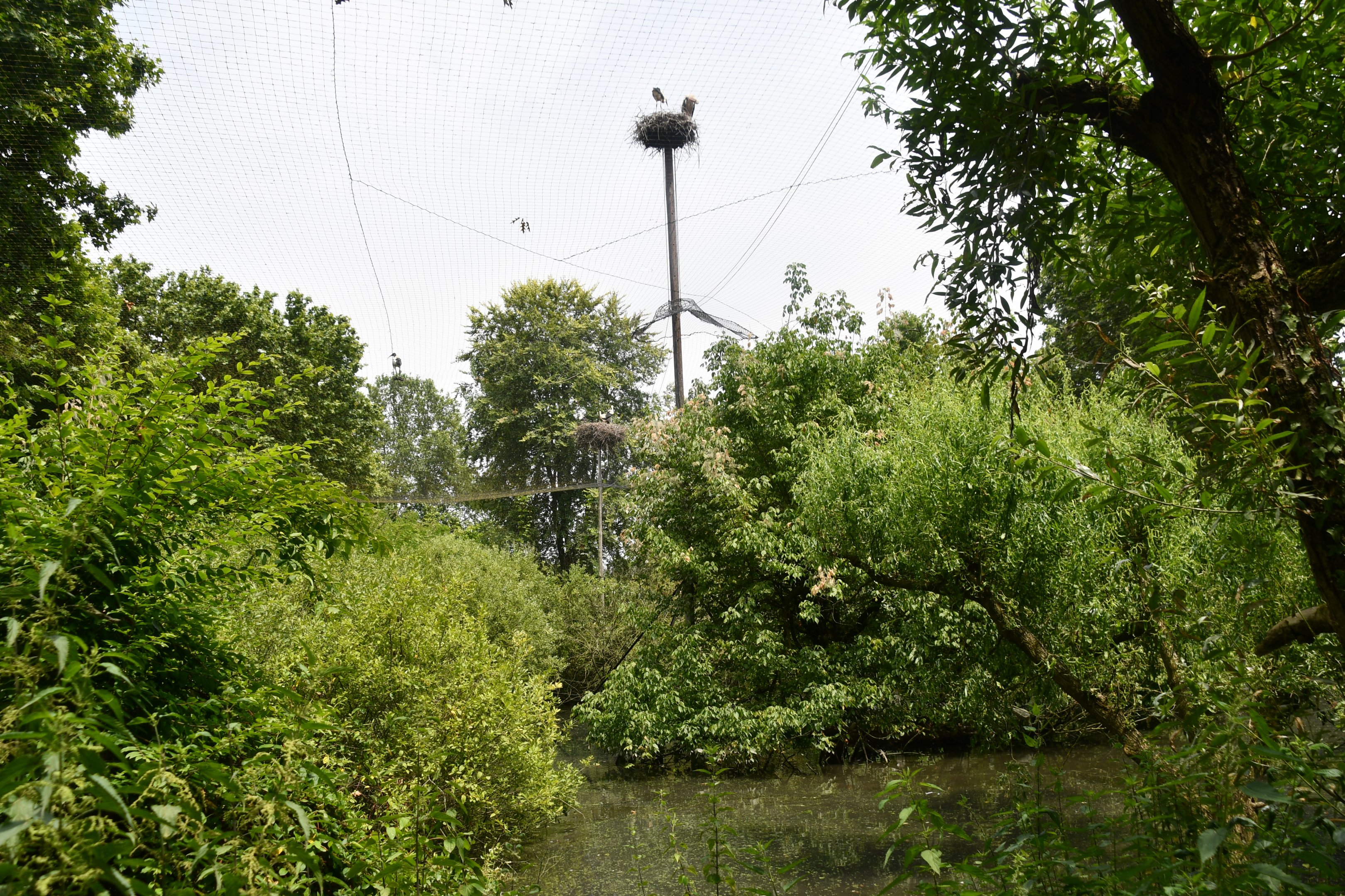 Eurasian Spoonbills walkthrough aviary (with free-flying white storks nesting outside)