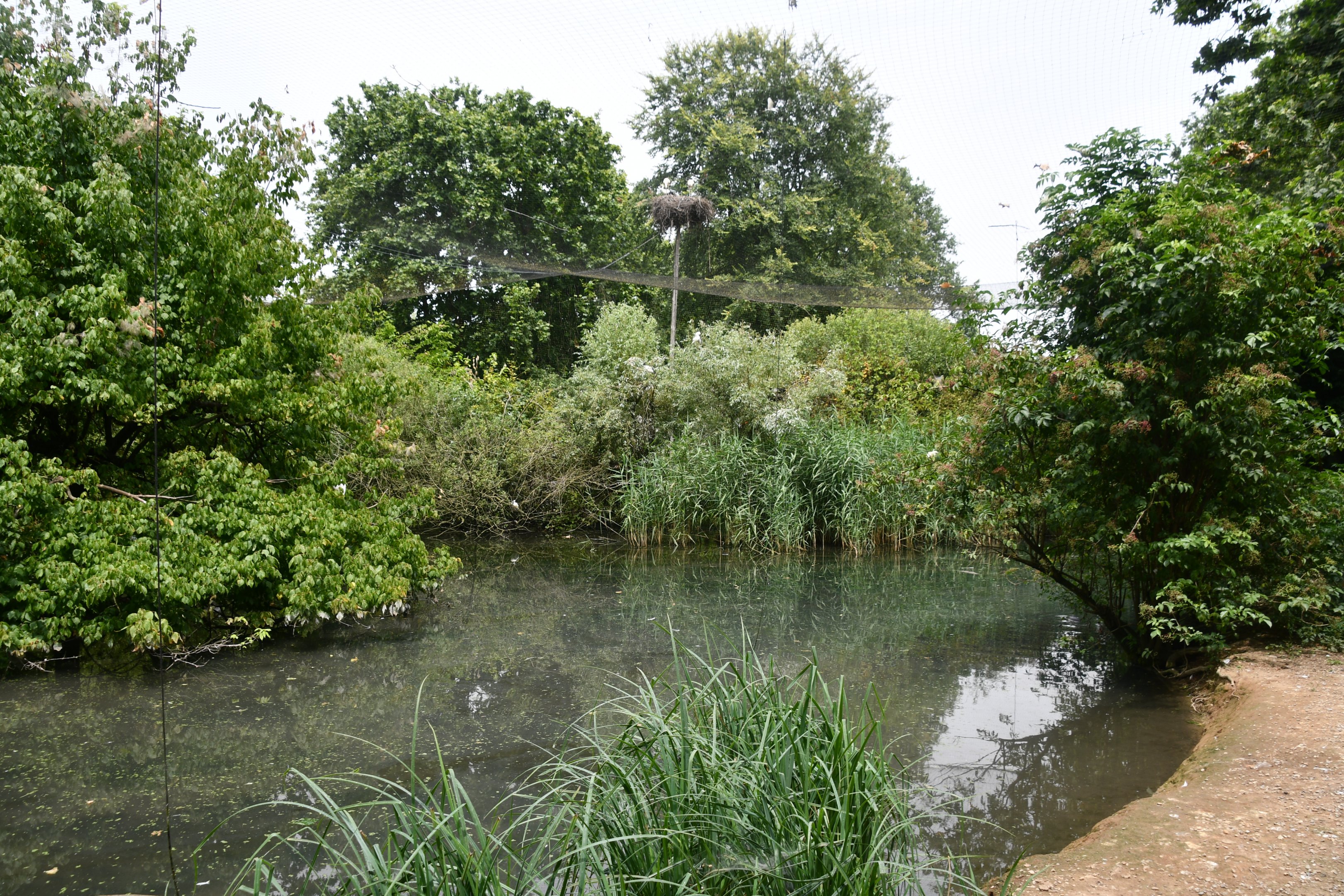 Eurasian Spoonbills walkthrough aviary (with free-flying white storks nesting outside)