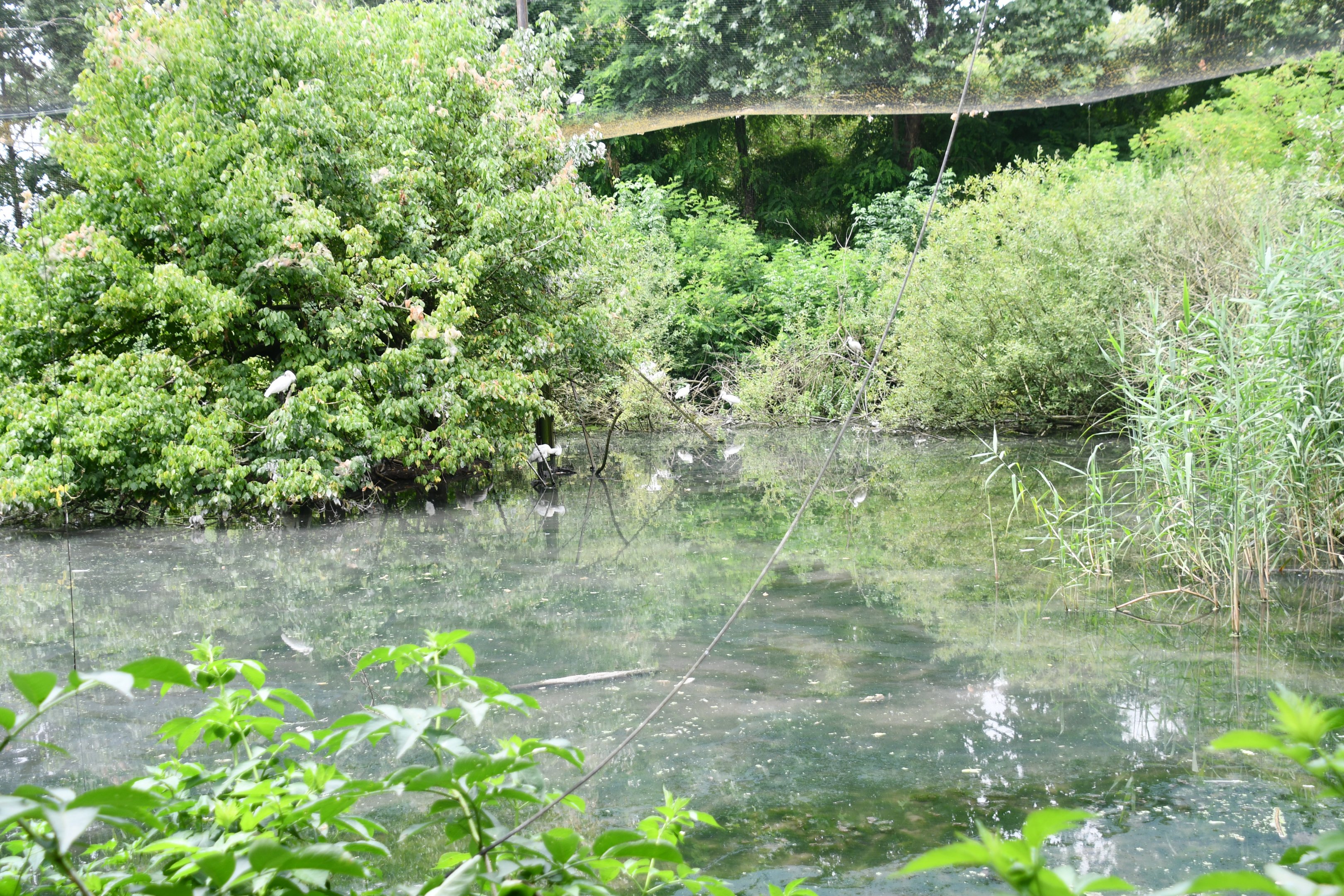 Eurasian Spoonbills walkthrough aviary
