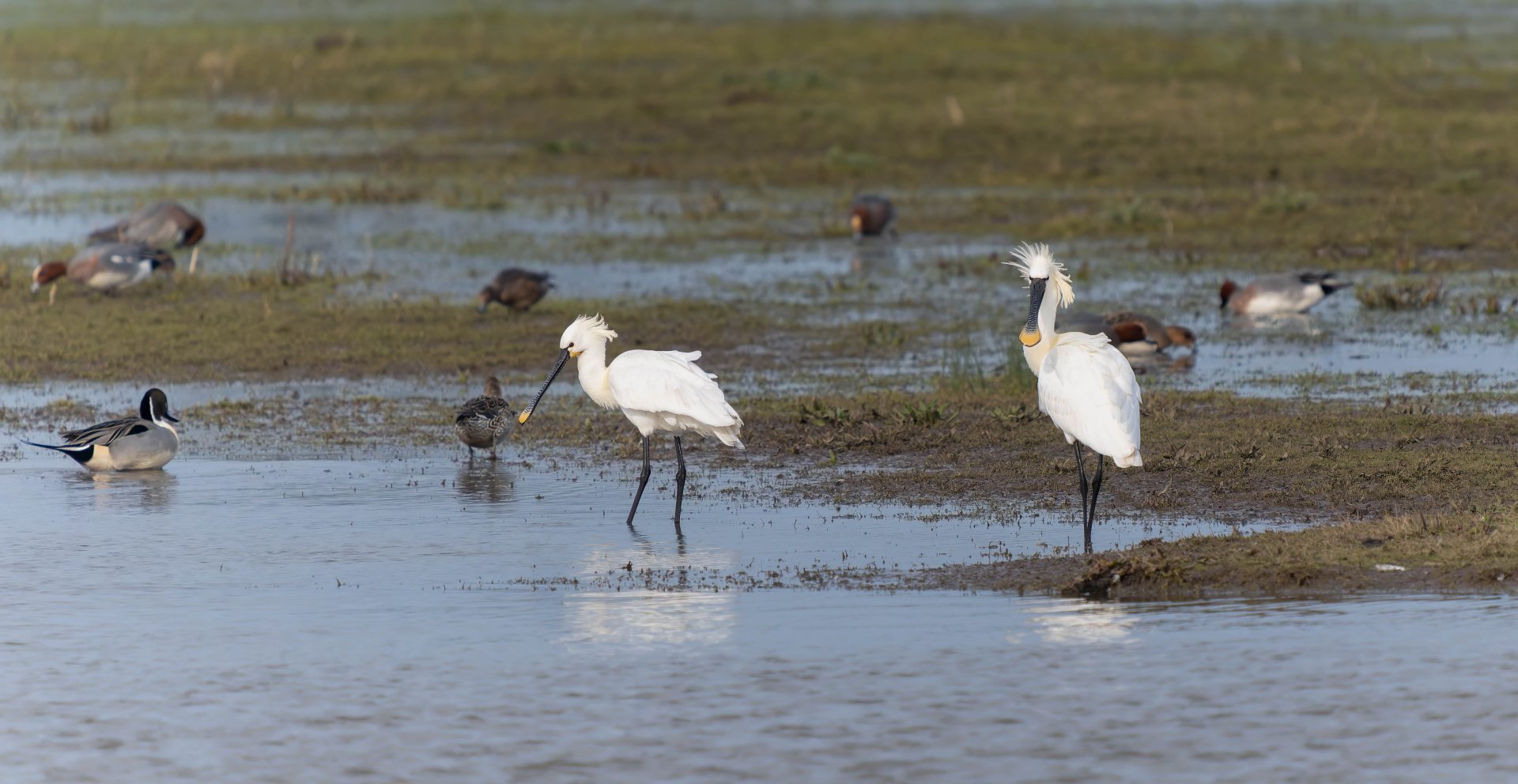 Eurasian Spoonbills (wild), WWT Slimbridge, UK