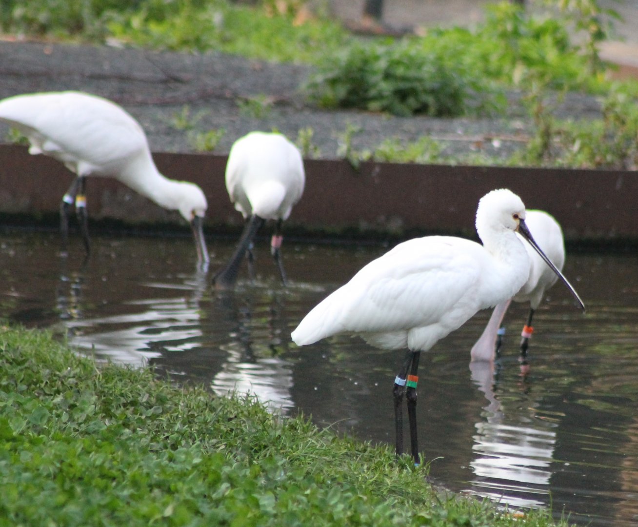 Eurasian spoonbills