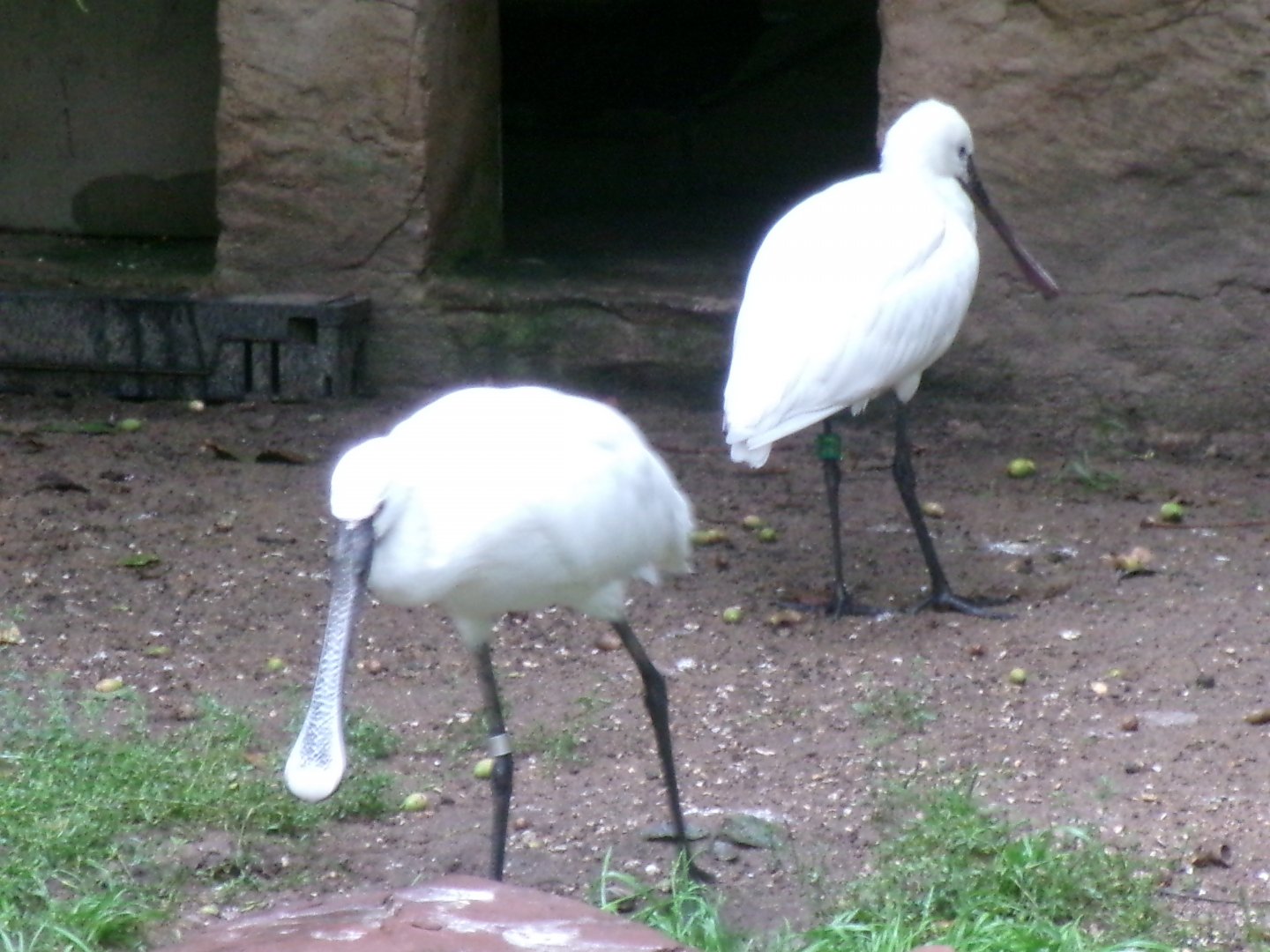 Eurasian spoonbills